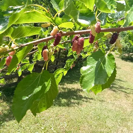 Tatil Evi Sumska Carolija Kosjeric