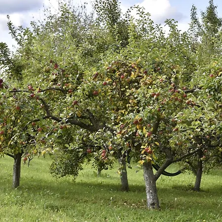 Sumska Carolija Tatil Evi