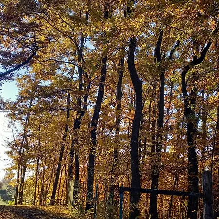 Sumska Carolija 펜션 *