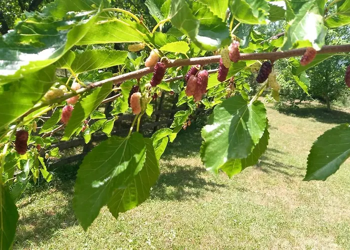 Vakantiehuis Sumska Carolija Kosjeric