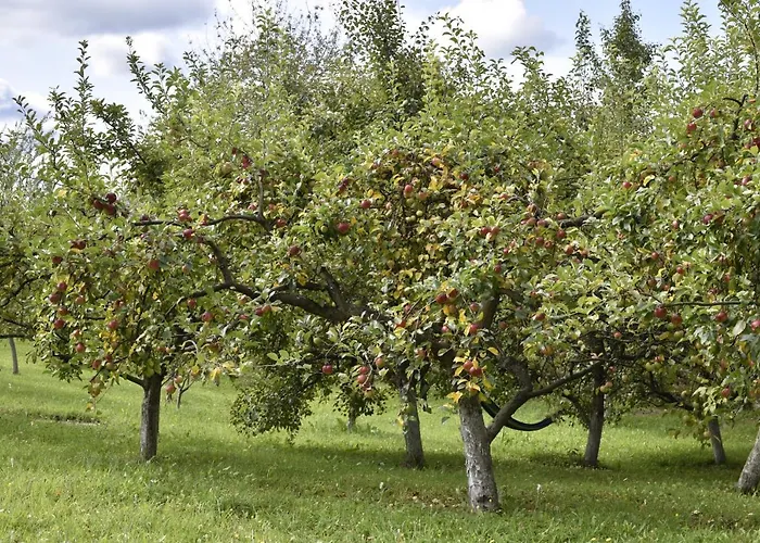 Sumska Carolija 펜션