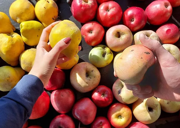 Sumska Carolija * Kosjeric